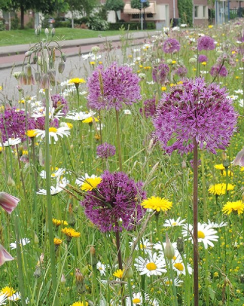 Alkmaar vlindermangsel.jpg